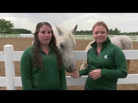 Welcome to Michigan State University Horse Programs