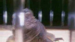 Mr Mister- Hunters of the night