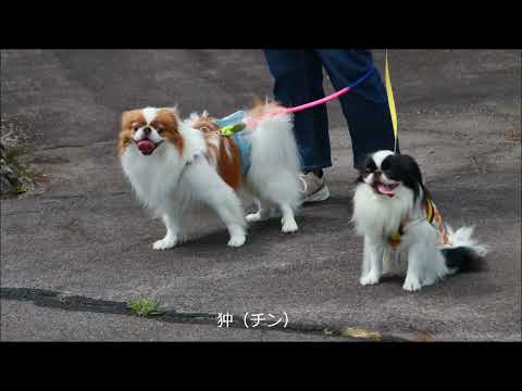 「昆虫の黙示録」が近づいている – そしてこれが世界の終わりを止める唯一の方法です