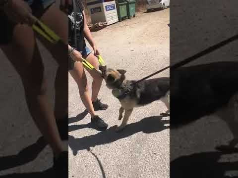 Gitana in Triple A Juli 2020