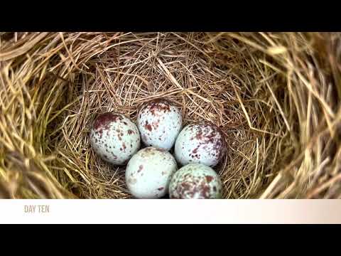 Song Sparrow Time Lapse