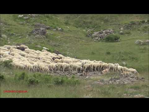 GREGGE DI PECORE AL PASCOLO AL COLLE DELLA MADDALENA IN VALLE STURA. (CN) LUN. 19 - 7 - 2021.