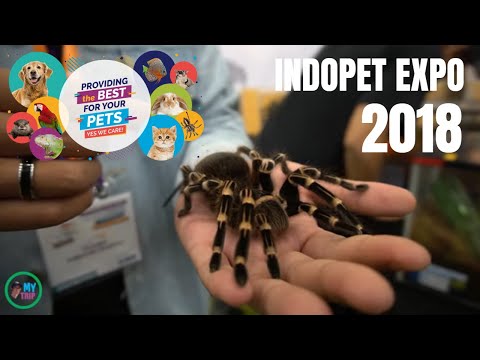 download lagu mp3 mp4 Pet Expo 2018 Jakarta, download lagu Pet Expo 2018 Jakarta gratis, unduh video klip Pet Expo 2018 Jakarta