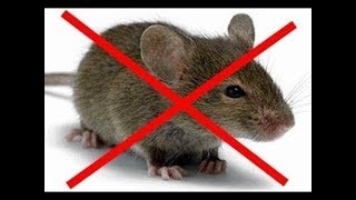 Как избавиться от Мышей Навсегда.Лучший способ.