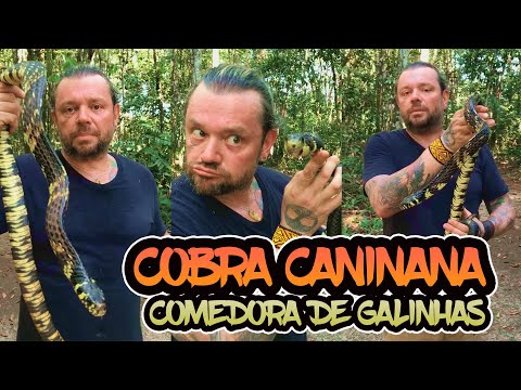 COBRA CANINANA A COMEDORA DE GALINHAS🐍@Richard Rasmussen