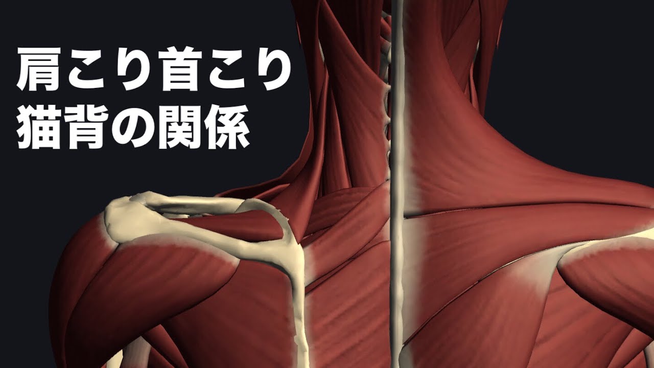 肩こり、首こりと猫背の関係を解説してみた