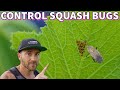 This Easy Tip Eliminates The DREADED SQUASH BUG From Your Garden!