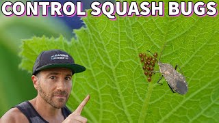 This Easy Tip Eliminates The DREADED SQUASH BUG From Your Garden!