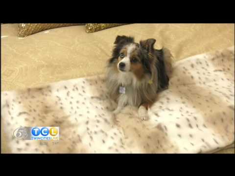 Woofington on Twin Cities Live!