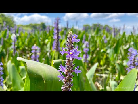 Guided Meditation: Letting Life Be As It Is - Tara Brach