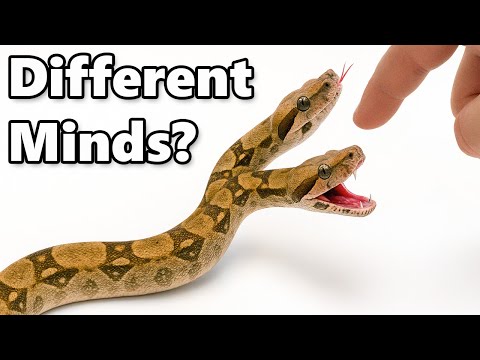 I Got a Pet 2-Headed Snake... (0.001%)