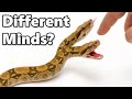 I Got A Pet 2 Headed Snake 0 001