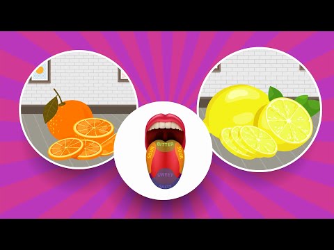 Le Sens Du Goût | Vidéos Éducatives & Énigmes Pour Enfants | Petits Malins