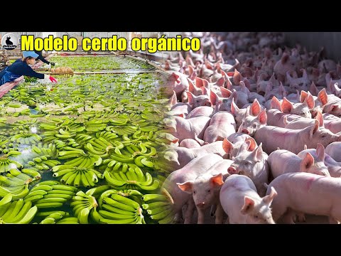 Organic pig model - Model farm of pigs that only eat bananas