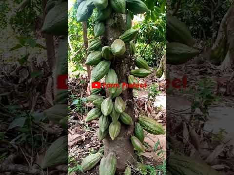 Getting Hundreds of Cocoa Pods on each tree.#cocoa #cocoatree #pollination #farminginafrica