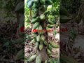 Getting Hundreds Of Cocoa Pods On Each Tree Cocoa Cocoatree Pollination Farminginafrica