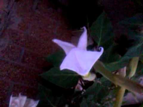 Flower.'s fawzi elhage w Ahmad fakih