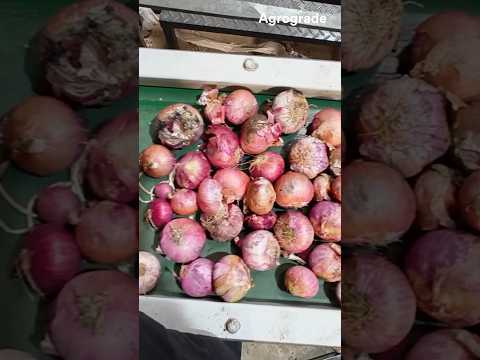 Best Onion Sorting/Grading Machine  @Agrograde