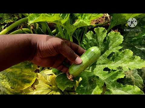 saudi arabe me kusa sabji ki kheti . it's amejing look