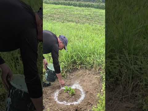 Cuidando das Plantas