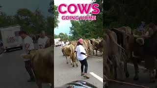 Cows Going Home #travel #switzerland #cows