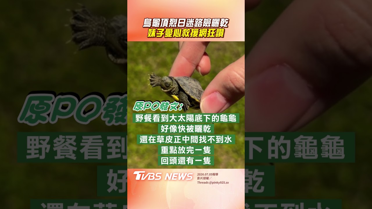 影音／烏龜頂烈日迷路「險曬乾」！　妹子愛心救援網狂讚