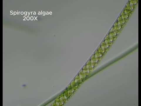 Spirogyra algae