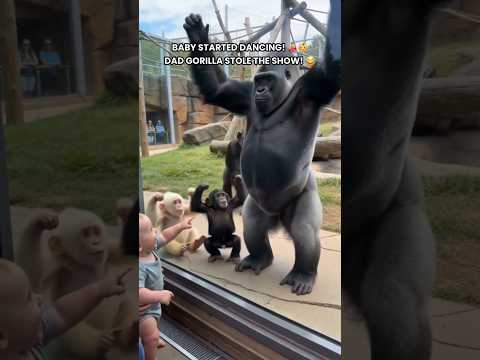 The Baby Gorilla Tried to Dance… But Dad Was TOO GOOD! 🤣🦍#BabyGorilla #FunnyAnimals #GorillaFamily