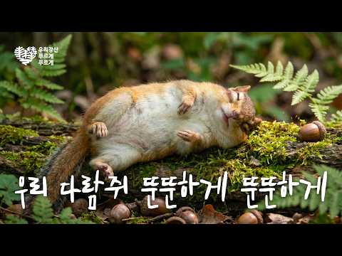 우리강산 푸르게 푸르게 42년 동안 나무를 심었더니 벌어진 일