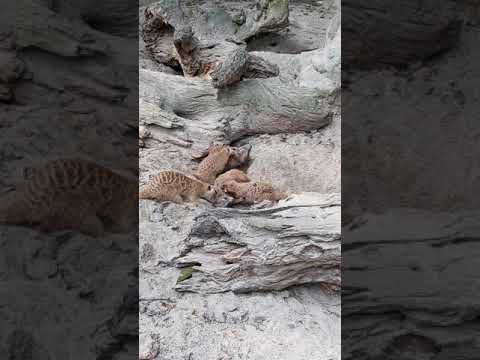 問卦 狐蒙寧願被打死也不跟飼育員走的八掛 Ptt評價