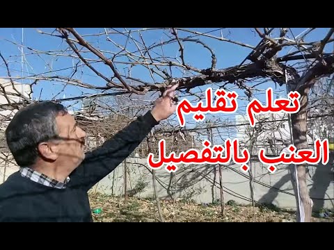 , title : '[بالتفصيل] : تعلم أفضل طريقة لتقليم العنب على النظام الكردوني Cordon Grape vine pruning'