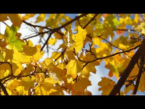 Corul mixt Betel Arad - Aleluia Aleluia