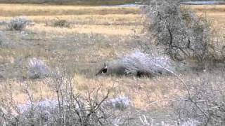 Nice video of some of the fauna at the Reserve