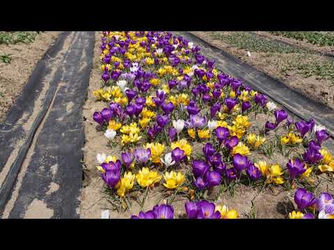 秋のクロッカス 植物
