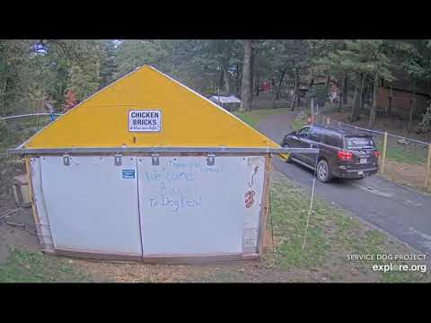 Chicken coop ChrisE secures it misc scenes to 1110pm SDP 1052021