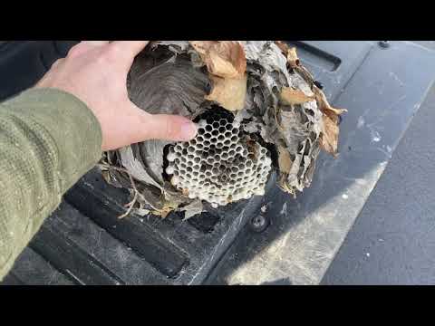Inner Workings of a Bald-Faced Hornets Nest in New Egypt, NJ