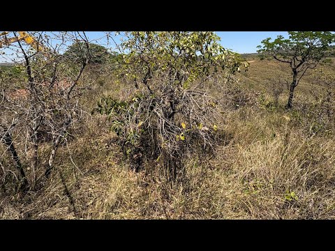 **OPORTUNIDADE EXCLUSIVA: FAZENDA PARA COMPENSAÇÃO AMBIENTAL EM MINAS GERAIS** COROMANDEL