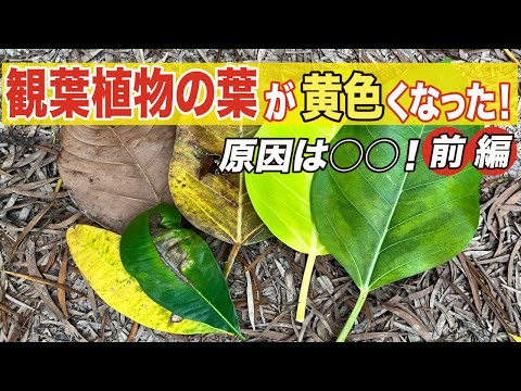 トゥジャが乾燥して葉が黄色くなったのはなぜですか?すべては自然に緑色を取り戻すためです。  庭園