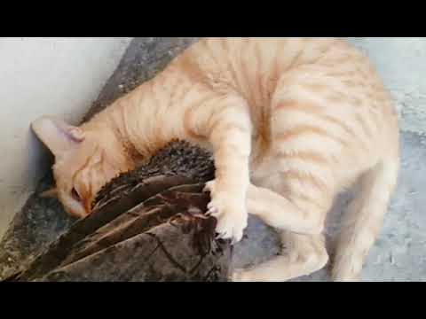 Brown Cat fighting with her owner.