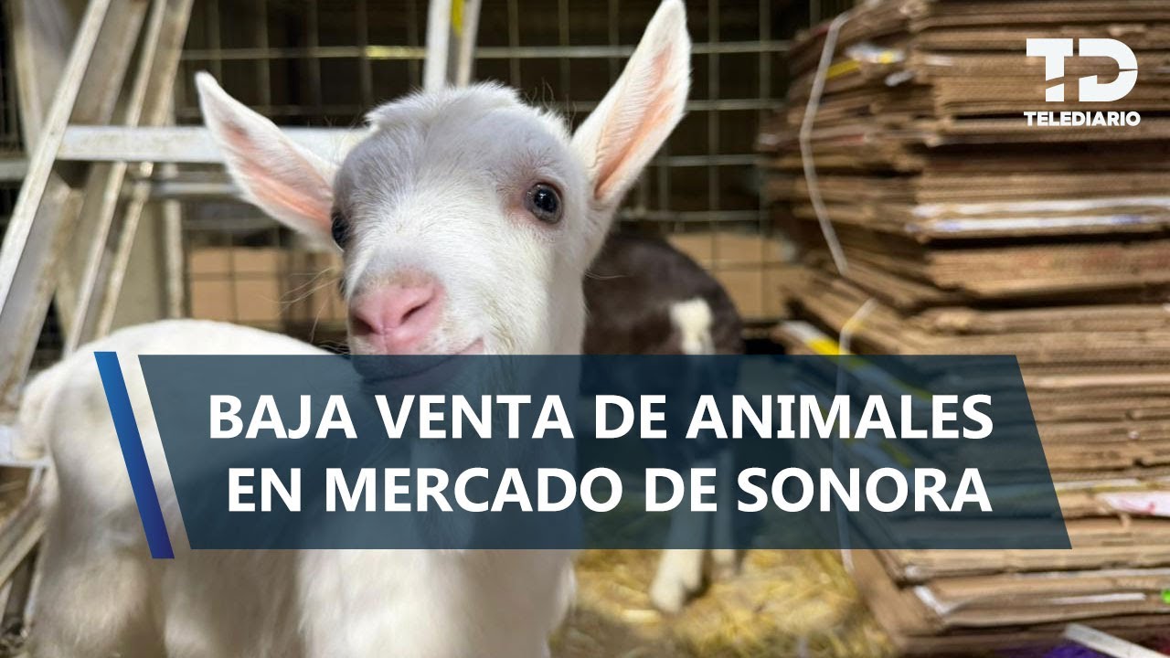 Denuncian 80 % de pérdida en abastecimiento de venta de animales en mercado de Sonora