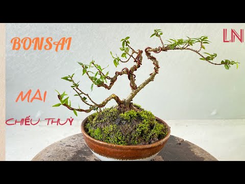 MAI CHIẾU THỦY SIÊU MINI #28