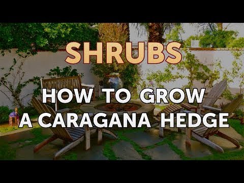 How to Prune a Bottlebrush Shrub