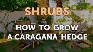 How to Grow a Caragana Hedge