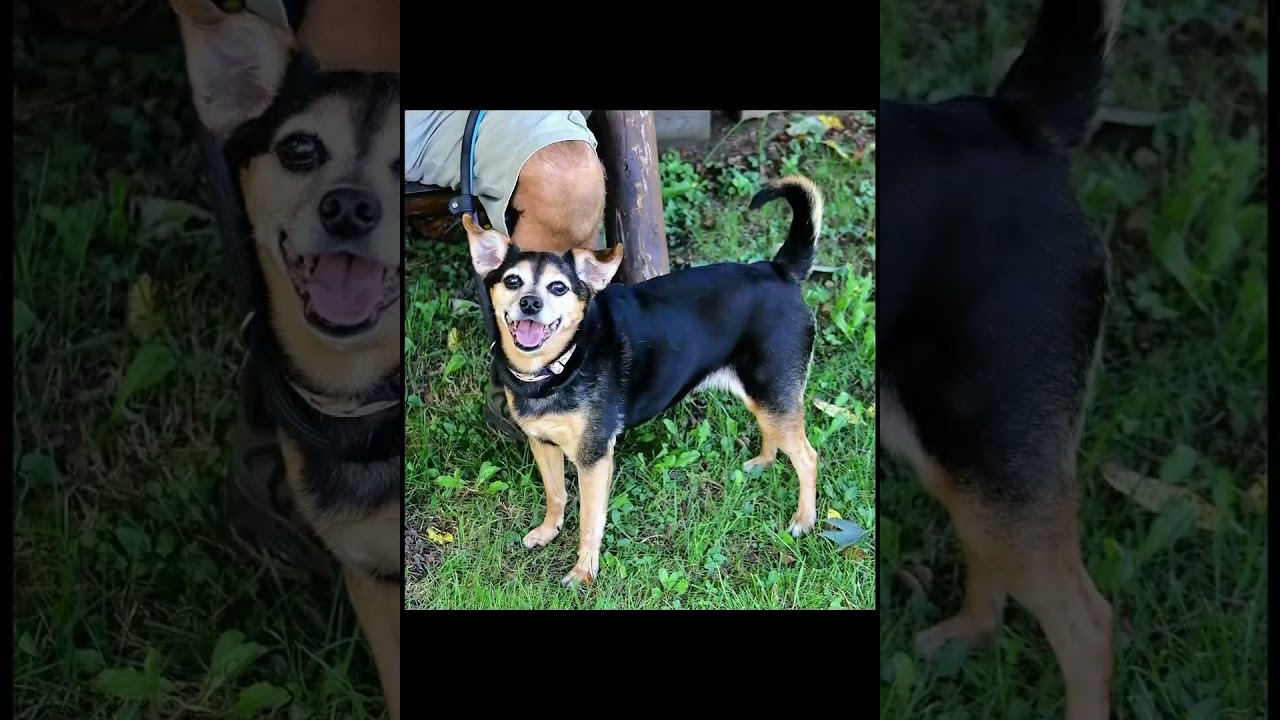 Enlarge Sadie Mae, a Adoptable mixed breed in Shippenville, PA video 6/6