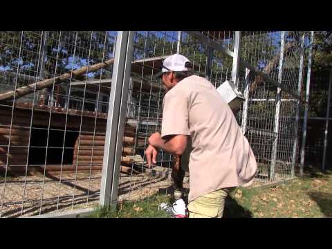 GW Zoo Animal Spotlight - Mountain Lions