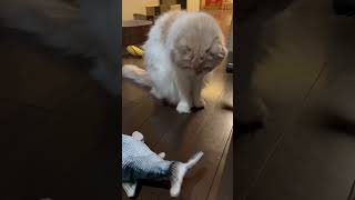 猫に初めて動くタイプのおもちゃをあげたら…　#スコティッシュフォールド　#猫