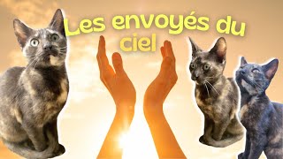 Ce que Révèle Spirituellement la couleur de Votre chat Tricolore : Magnifique !