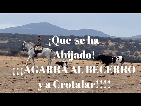 ¡Que se ha Ahijado!¡APROVECHA! AGARRA EL BECERRO…