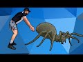 Spider web survival