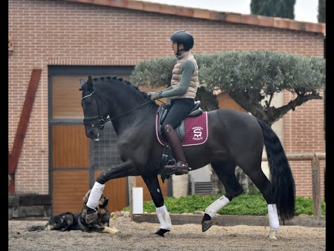 Verso de Susaeta | Campeón del Mundo PRE 2025 – 7 años